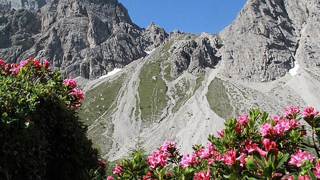 Kerschbaumertoerl Alpenrosen