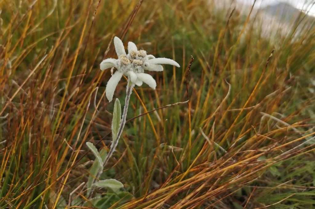 Bild: Edelweiss